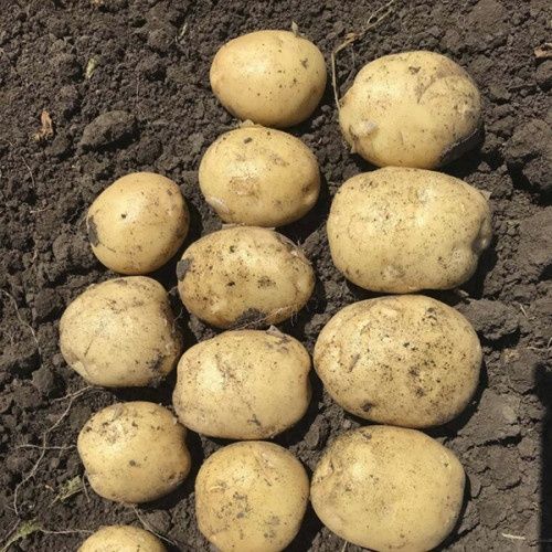 Продам картоплю. Доставка безкоштовна