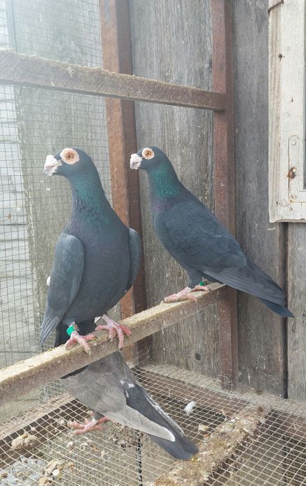 Brodawczaki Staropolskie