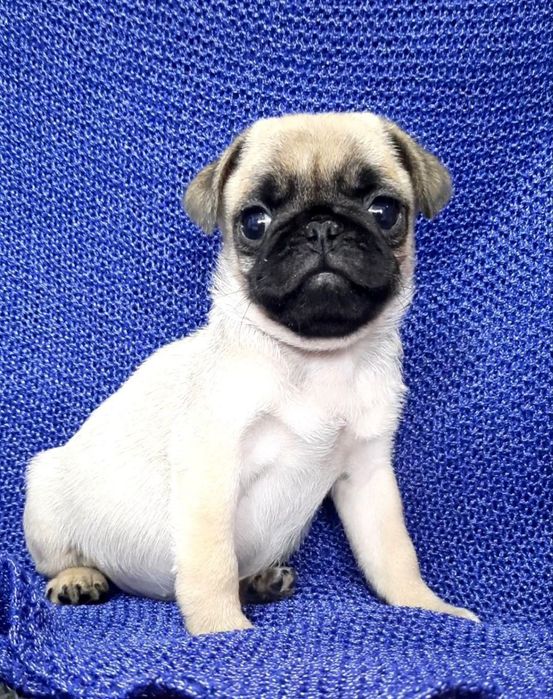 Бомбезні мопсики