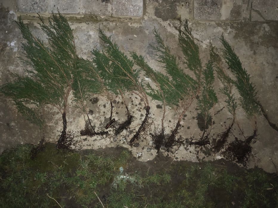 Ялівець козацький