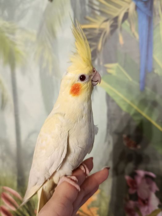 Nimfa ręcznie karmiona oswojona