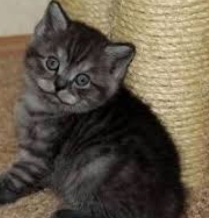 Чудо шотландское)