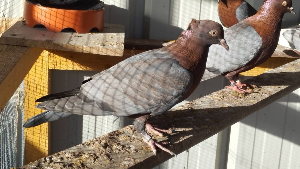 Pombos Arcanjo Gimpel