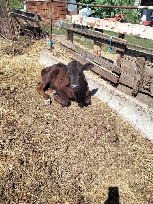 Продам телочку 2 месяца и неделя