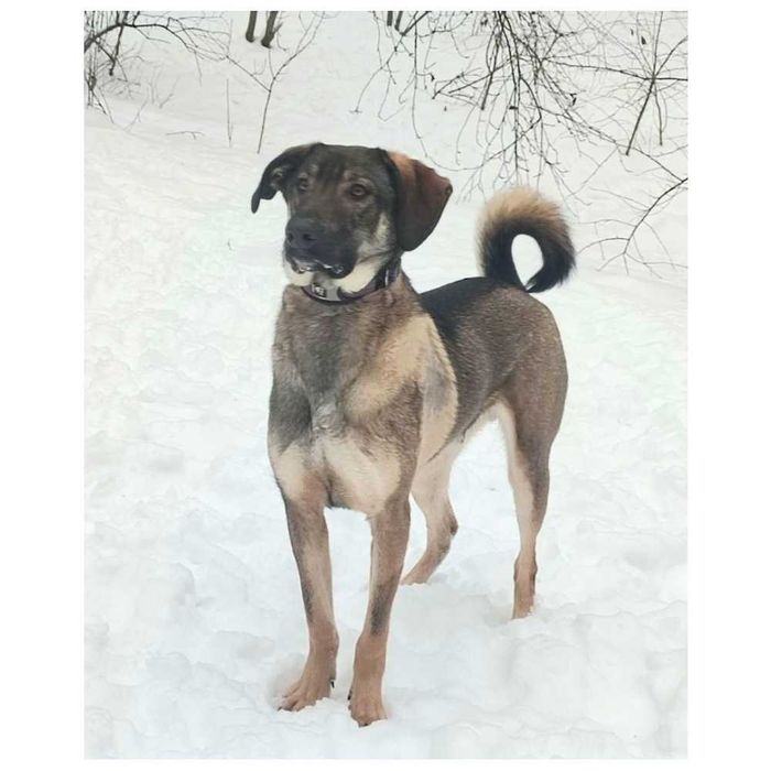 Пес Лютик ищет дом