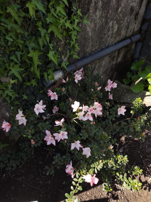 Azálea (Rhododendron)