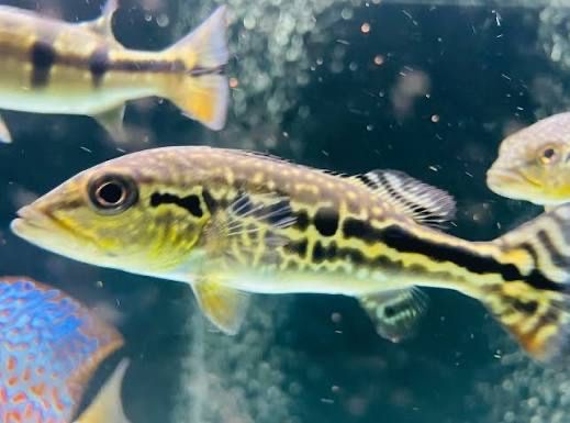 Cichla Royal Slik 25 cm