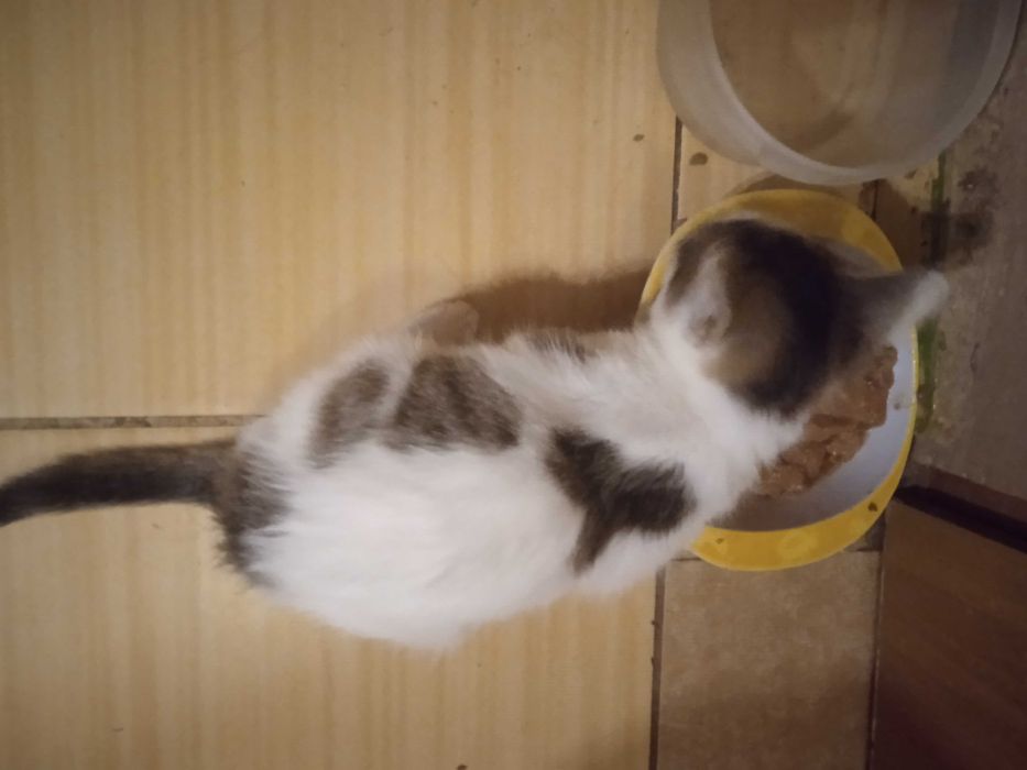 Oddam kota w dobre ręce