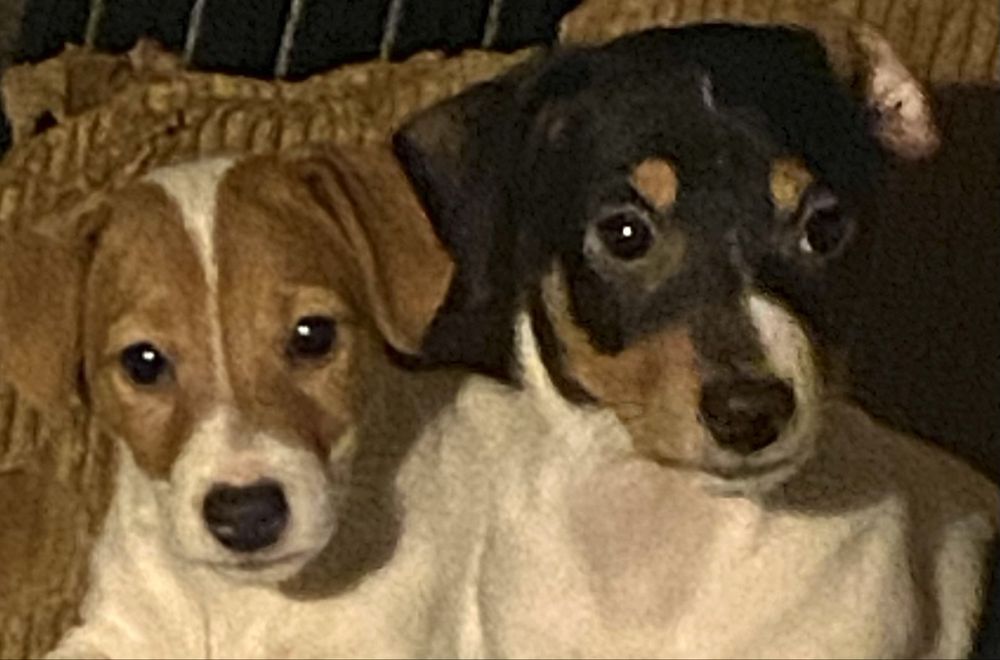 Джек Рассел Терьер- КСУ