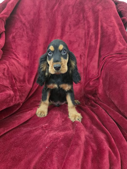 Cocker spaniel fantastico