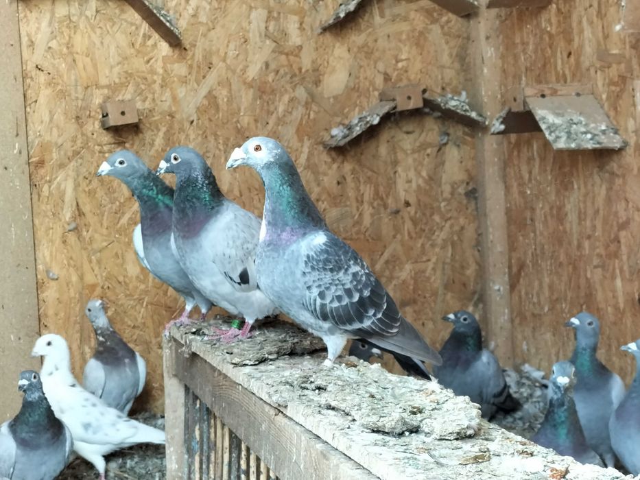 Gołębie pocztowe