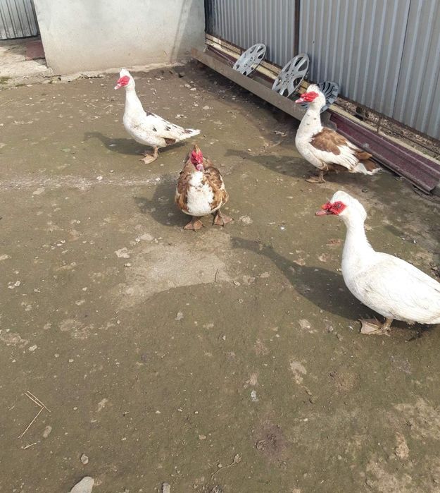 Інкубаційні яйця мускусної качки (шипуни)