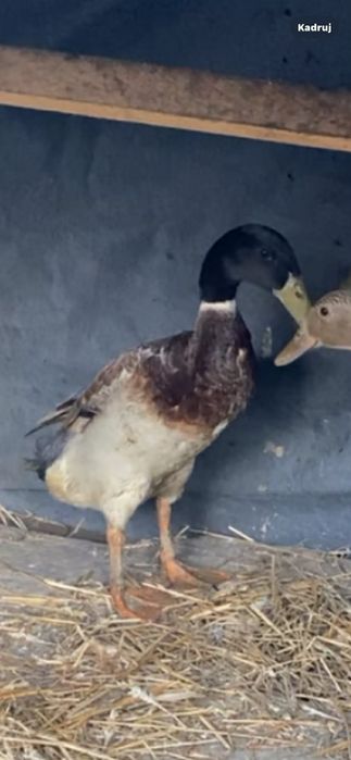 Kaczor biegus sprzedam