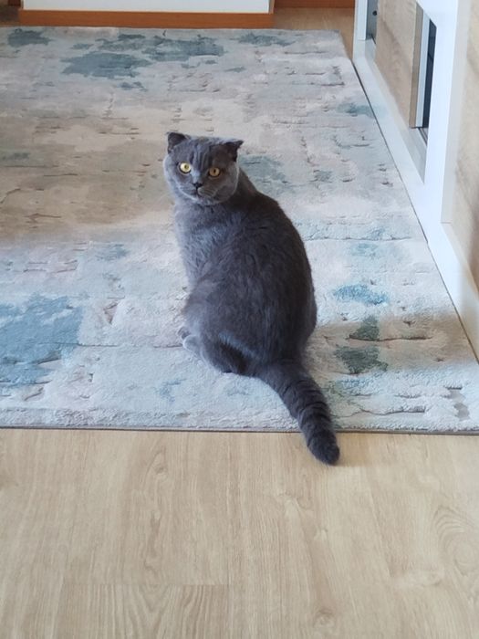 Scotish Fold para acasalar