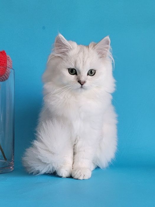 Британська срібляста шиншила кошенята