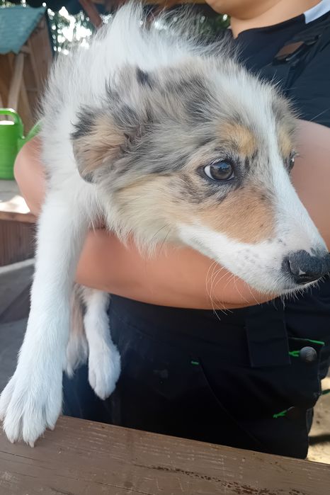 Border collie suczka