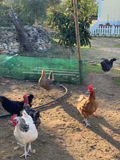 Ovos Galinha galados