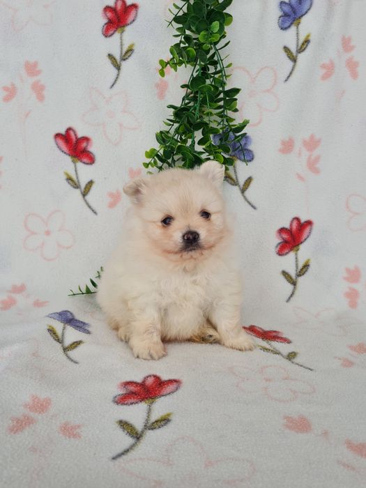 Exuberante mini Lulu da Pomerania / Spitz Alemão Anão de Qualidade