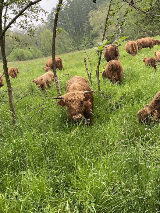 Wołowina Highland z gospodarstwa Ekologicznego