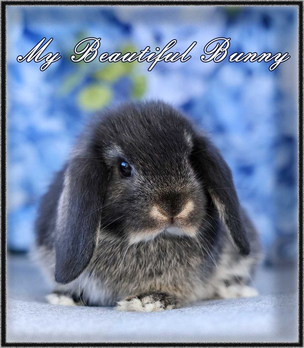 Młody Piękny Króliczek 100% Mini Lop - Black Otter