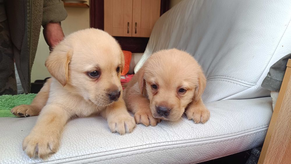 Labrador Biszkoprt ( sczeniak ]