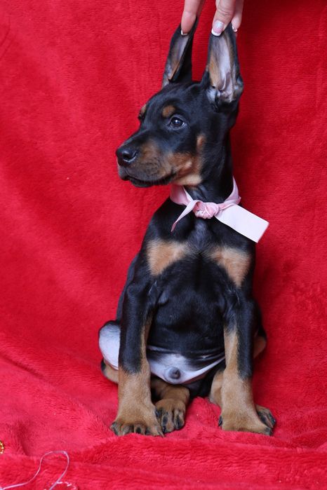 Мальчик доберман КСУ!