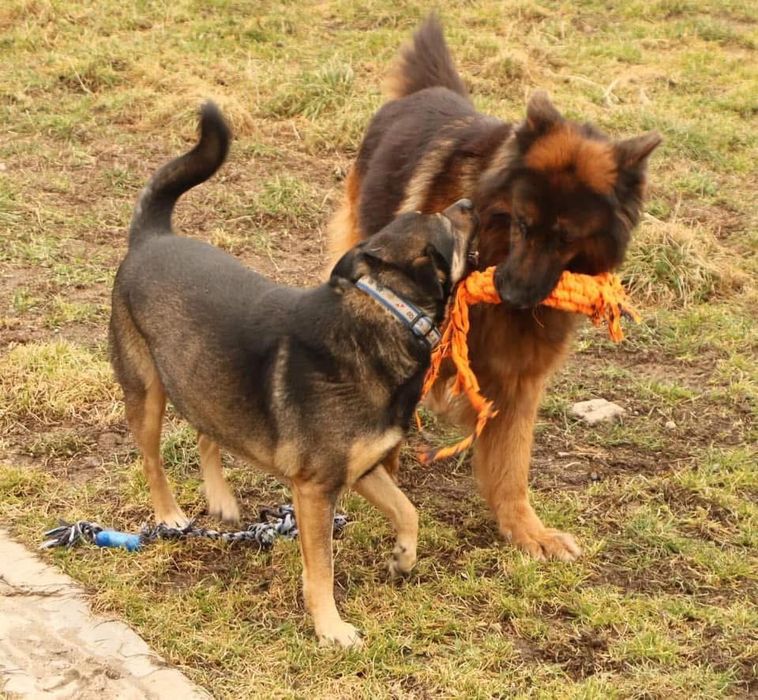 Od lat wspaniały Dino szuka domu