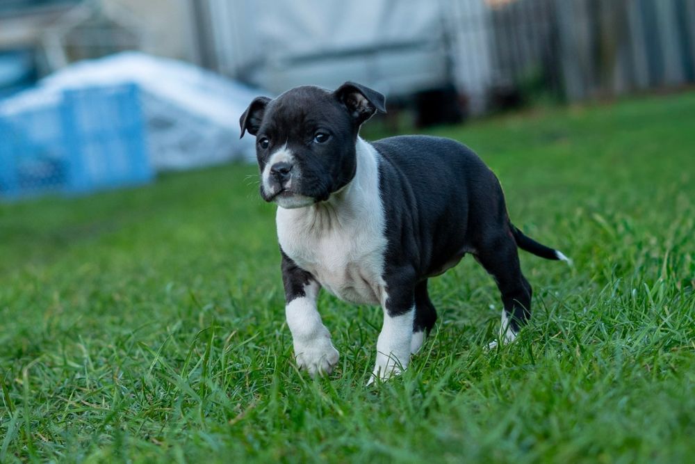 American Staffordshire terrier Zkwp FCI Amstaff