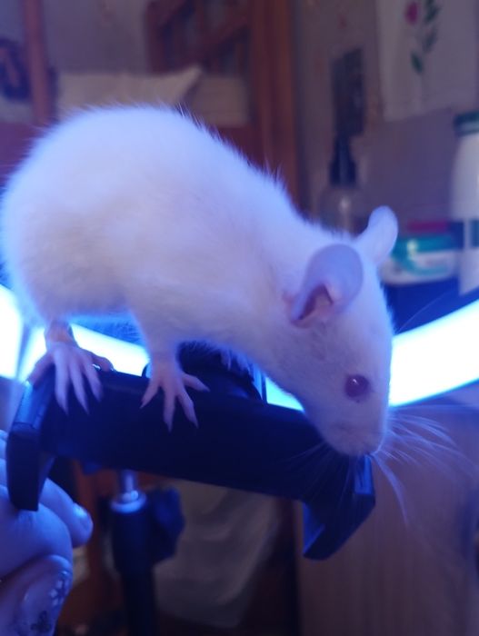 Увага! Віддам у добрі руки