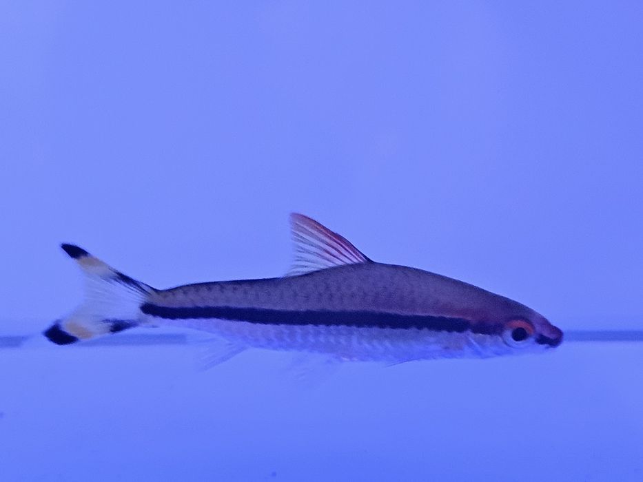 Brzanka denisona