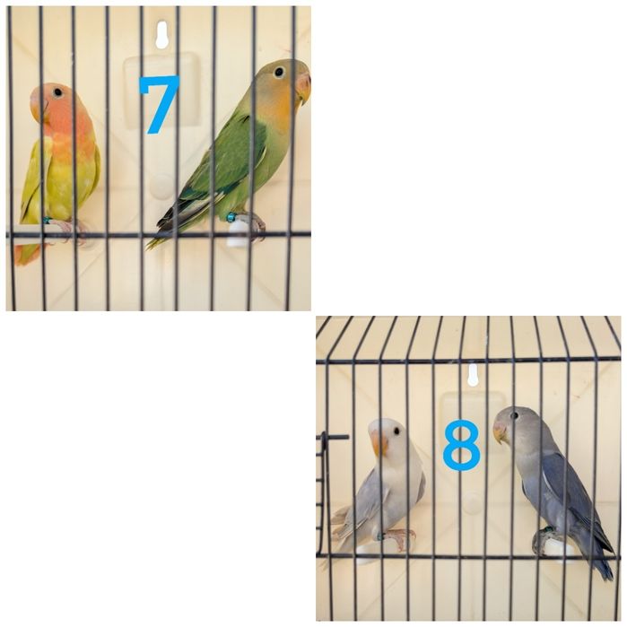 Casais de roseicollis