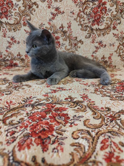 Кошеня хлопчик 5 місяців