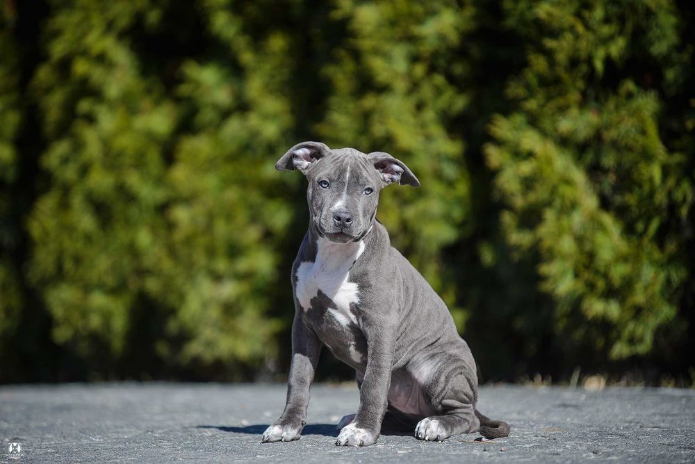 Angol American Dream Ваша мрія про амстаффа стає реальністю