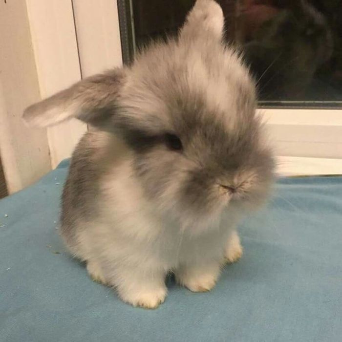 Декоративные кролики белого окраса