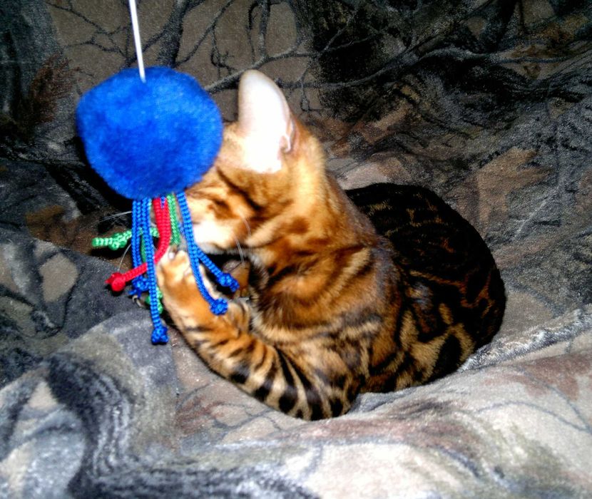 Яскраві бенгальські кошенятка червоне золото BENn24