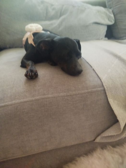 Pinscher cruzada