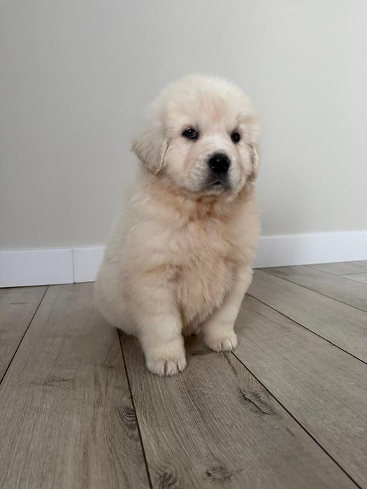 Owczarek podhalański