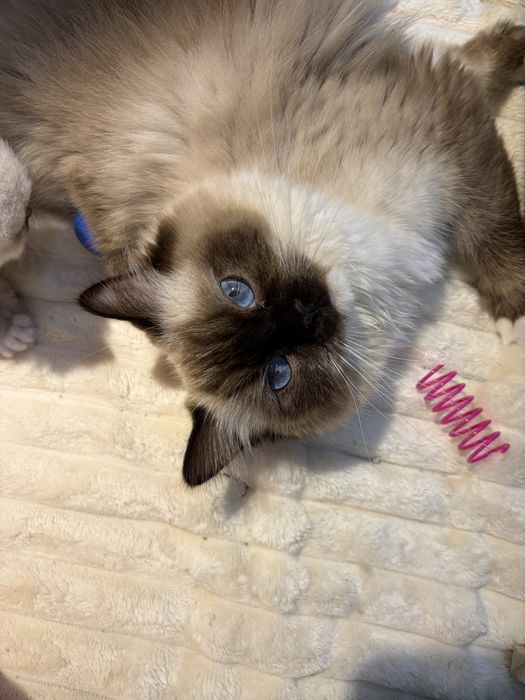 Koteczki o wyjątkowo przyjacielskim charakterze Ragdoll z KittyandLove*PL