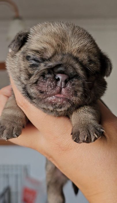 Pug Carlin Macho