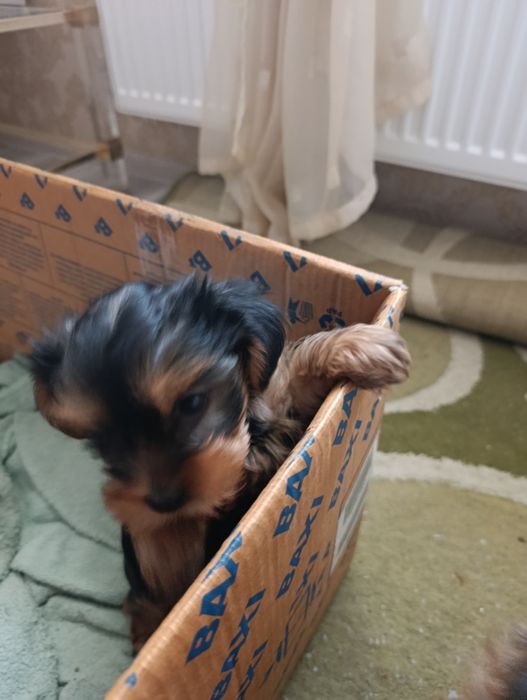 Продам дівчинку Йорк.