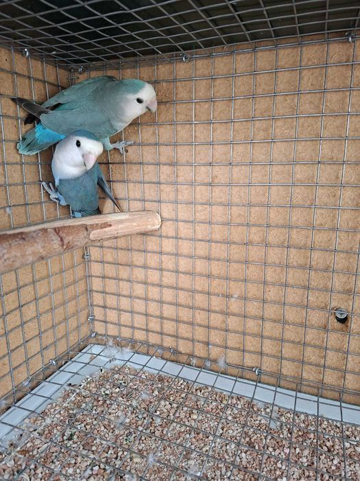 Lindo Casal de Agapornis Roseicollis 2025