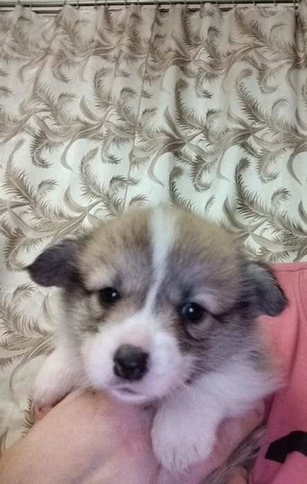 Хлопчик бобтейли рижо -білий