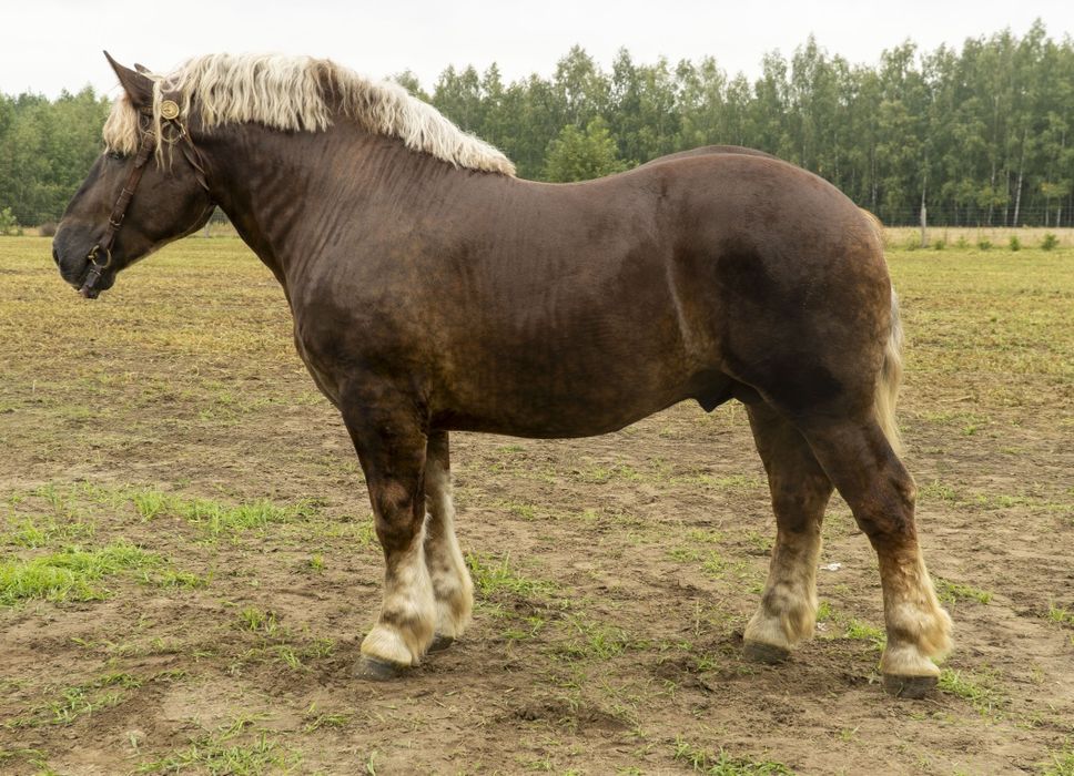 Sprzedam ogiera zimnokrwistego sokólskiego
