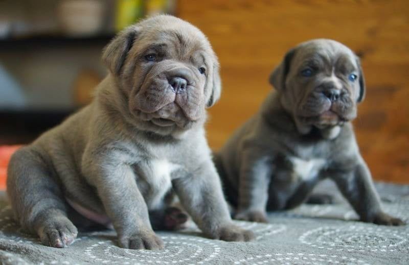 Італійські кане корсо