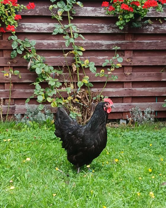 para kur australorp czarny
