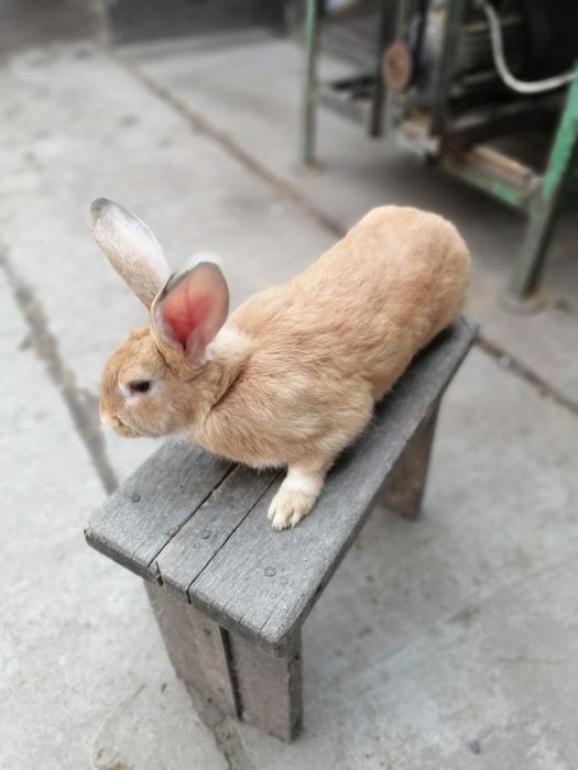 Продаю кролів на племя і на мясо