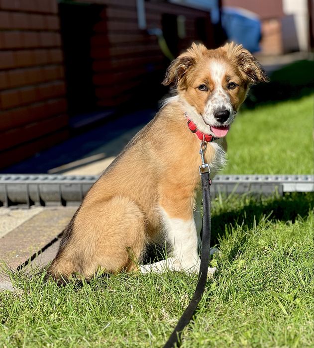 Border Collie - Suczka  Sobolowa (gotowa do odbioru)