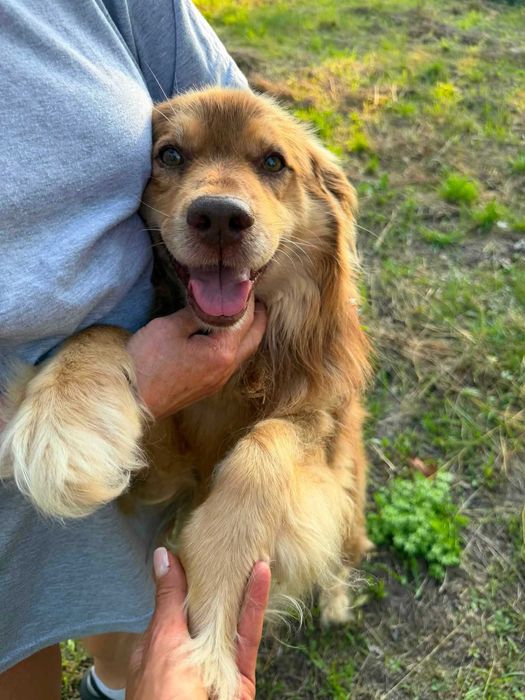 7 letni Maniek do pilnej adopcji!