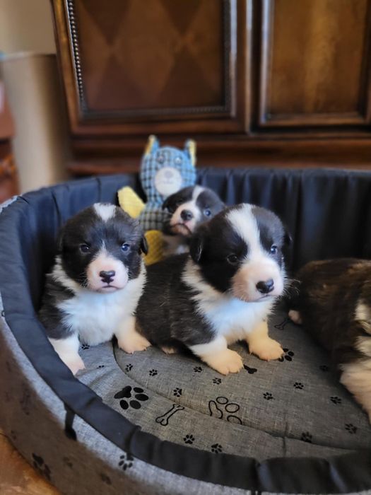 Welsh Corgi Cardigan FCI