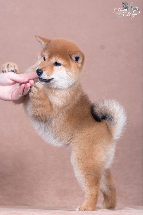 Шиба ину / shiba / шиба іну